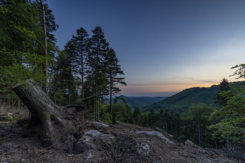 Forest Sunrise